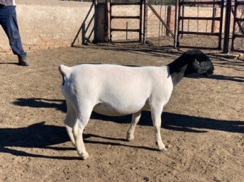 LOT 208 1 X DORPER OOI/EWE LEROY PHILLIPS DORPERS STOET/STUD
