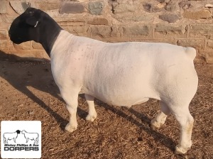 LOT 6 1X DORPER T5 RAM MICKEY PHILLIPS & SON