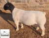 LOT 6 1X DORPER T5 RAM MICKEY PHILLIPS & SON - 2