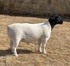 LOT 45 1X DORPER FLOCK RAM LEROY PHILLIPS DORPERS