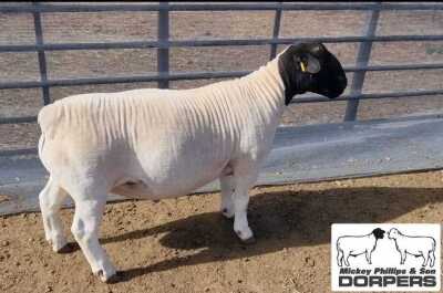 LOT 7 1X DORPER T5 RAM MICKEY PHILLIPS & SON