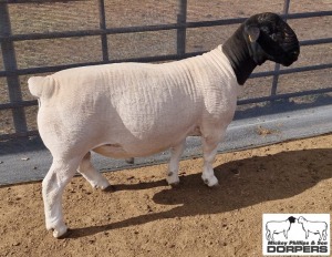 LOT 8 1X DORPER T5 RAM MICKEY PHILLIPS & SON