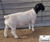 LOT 8 1X DORPER T5 RAM MICKEY PHILLIPS & SON - 2