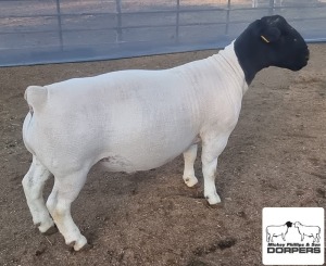 LOT 16 1X DORPER T5 RAM MICKEY PHILLIPS & SON