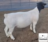 LOT 16 1X DORPER T5 RAM MICKEY PHILLIPS & SON - 2