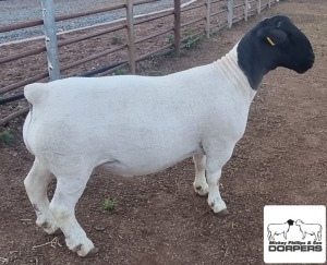 LOT 17 1X DORPER T5 RAM MICKEY PHILLIPS & SON