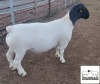 LOT 17 1X DORPER T5 RAM MICKEY PHILLIPS & SON - 2