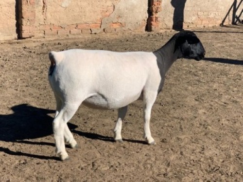 LOT 209 1 X DORPER OOI/EWE LEROY PHILLIPS DORPERS T5