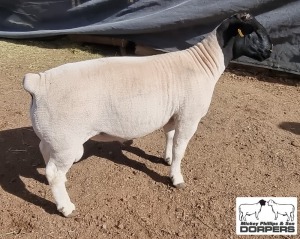 LOT 18 1X DORPER T5 RAM MICKEY PHILLIPS & SON