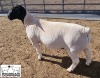 LOT 18 1X DORPER T5 RAM MICKEY PHILLIPS & SON - 2