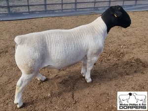 LOT 26 2X DORPER STUD RAM MICKEY PHILLIPS & SON