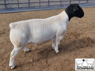 LOT 26 2X DORPER STUD RAM MICKEY PHILLIPS & SON