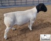 LOT 26 2X DORPER STUD RAM MICKEY PHILLIPS & SON - 2