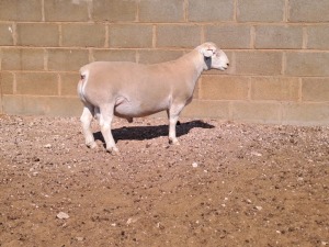 LOT 9 1X WHITE DORPER T5 RAM DOUBLE TROUBLE