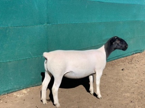 LOT 197 1 X DORPER OOI/EWE LEROY PHILLIPS DORPERS STOET/STUD