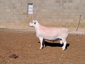 LOT 19 1X WHITE DORPER T5 RAM DOUBLE TROUBLE