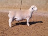 LOT 20 1X WHITE DORPER T5 RAM DOUBLE TROUBLE