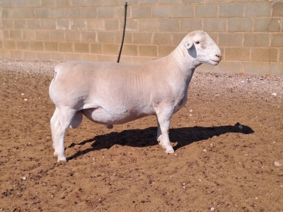 LOT 20 1X WHITE DORPER T5 RAM DOUBLE TROUBLE