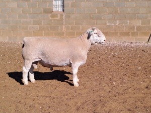 LOT 10 1X WHITE DORPER STUD RAM DOUBLE TROUBLE