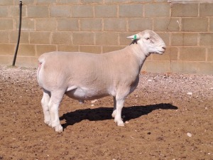 LOT 29 1X WHITE DORPER STUD RAM DOUBLE TROUBLE