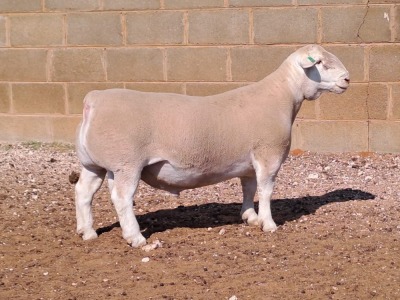 LOT 30 1X WHITE DORPER STUD RAM DOUBLE TROUBLE