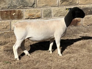 LOT 41A 1X DORPER STUD EWE LEROY PHILLIPS DORPERS 