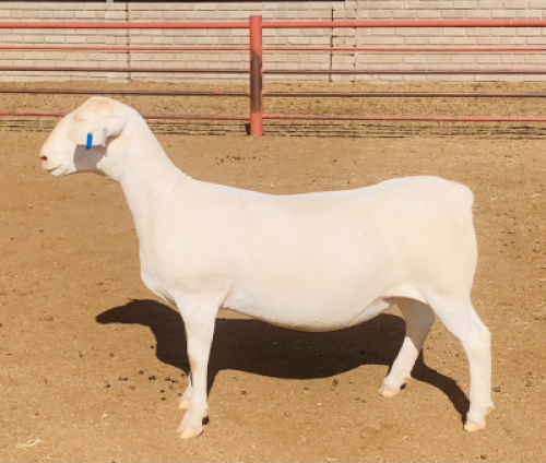 LOT 217 1 X WIT DORPER OOI/EWE KOWIE DE WITT WIT DORPERS STOET/STUD