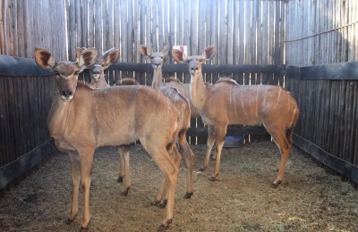 4 X KOEDOE M:1 V/F:3 NIMAR BOERDERY (PER STUK OM LOT TE NEEM)