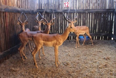 2 X ROOIBOK M:2 GROOTRAMME NIMAR BOERDERY (PER STUK OM LOT TE NEEM)