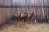 4 X BLESBOK M:4 NIMAR BOERDERY (PER STUK OM LOT TE NEEM)