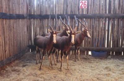 4 X BLESBOK M:4 NIMAR BOERDERY (PER STUK OM LOT TE NEEM)