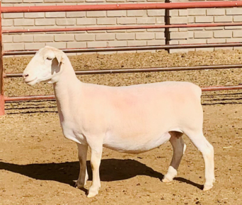 LOT 218 1 X WIT DORPER OOI/EWE KOWIE DE WITT WIT DORPERS STOET/STUD