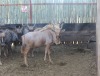 2 X GOUEWILDEBEES M:2 BOERGEES (PER STUK OM LOT TE NEEM)