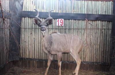 1 X KOEDOE M:1 NIMAR BOERDERY