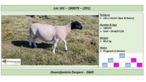 LOT 201 1 X DORPER OOI/EWE DOORNFONTEIN DORPERS STOET/STUD