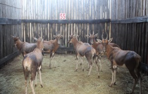 7 X BLESBOK LAMMERS NIMAR BOERDERY (PER STUK OM LOT TE NEEM)