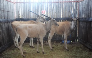 3 X ELAND V/F:3 WITKOP IQ 475 (PER STUK OM LOT TE NEEM)