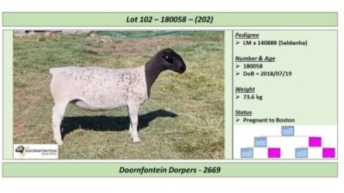 LOT 202 1 X DORPER OOI/EWE DOORNFONTEIN DORPERS STOET/STUD