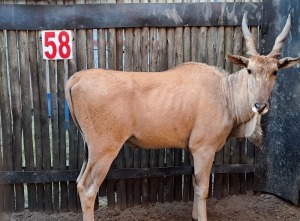 1 X ELAND M:1 WITKOP IQ 475