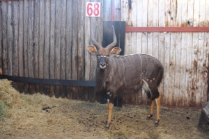 1 X NYALA M:1 GROBLER