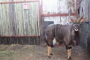 1 X NYALA M:1 22" KLOPPERS BOERDERY