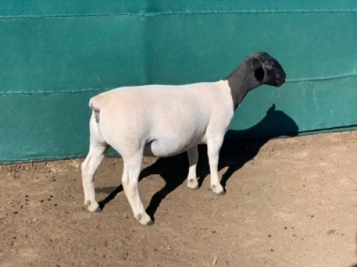 LOT 198 1 X DORPER OOI/EWE LEROY PHILLIPS DORPERS STOET/STUD