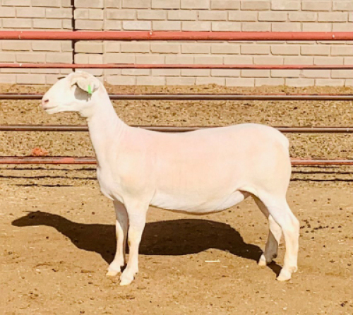 LOT 221 1 X WIT DORPER OOI/EWE KOWIE DE WITT WIT DORPERS KUDDE/FLOCK