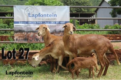 LOT 27 4X MEATMASTER OOI MET LAMMERS/EWE WITH LAMBS LAPFONTEIN MEATMASTERS(PER STUK OM LOT TE NEEM/PER PIECE TO TAKE THE LOT)