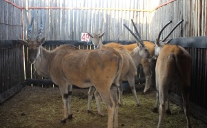 4 X ELAND V/F:4 WITKOP IQ 475 (PER STUK OM LOT TE NEEM)