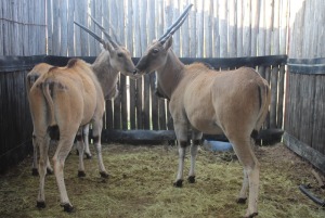 3 X ELAND V/F:3 WITKOP IQ 475 (PER STUK OM LOT TE NEEM)