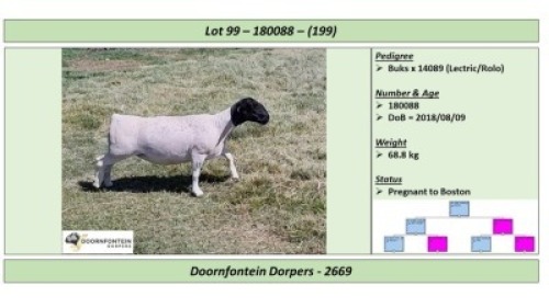 LOT 199 1 X DORPER OOI/EWE DOORNFONTEIN DORPERS T5