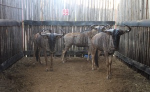 3 X BLOUWILDEBEES M:3 MBWB3 (PER STUK OM LOT TE NEEM)