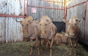 4 X GOUEWILDEBEES M: V/F:4 MOONTLIK DRAGTIG SUPREME (PER STUK OM LOT TE NEEM)