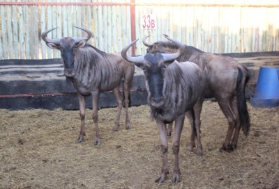 3 X BLOUWILDEBEES M:2 V/F:1 MBWB3 (PER STUK OM LOT TE NEEM)